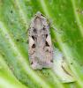 Xestia c-nigrum